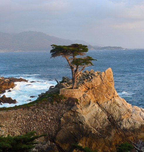 Cipres op de kliffen langs de Highway 1 nabij Monterey