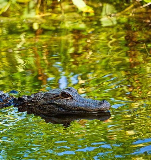 VerenigdeStaten-Rockies-WakullaSprings-krokodil