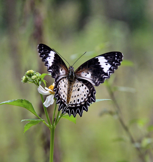 Vlinders bij Ba Be Lake, Vietnam