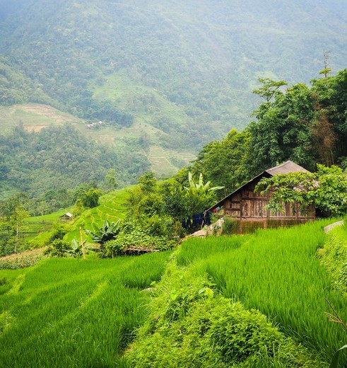 Vietnam Sapa huisje in de rijstvelden