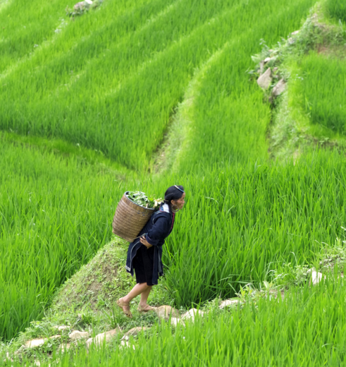 Een vrouw aan het werk in de rijstvelden van Sapa, Vietnam