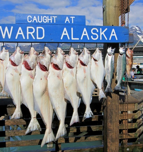 Verse vis in Seward, Alaska, Amerika