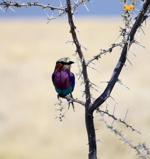 Vorkstaartscharrelaar(10)