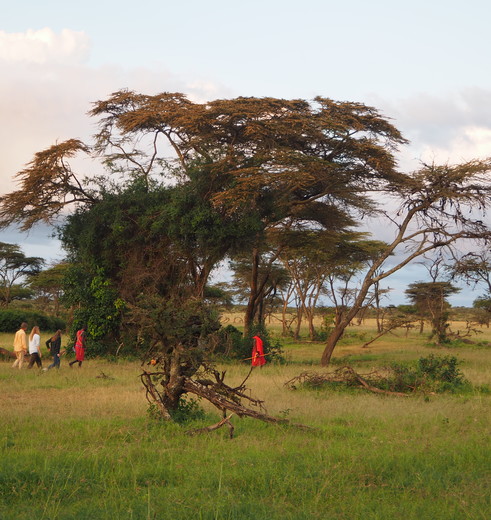 wandelen tijdens de wandelsafari in de Masai Mara, Kenia