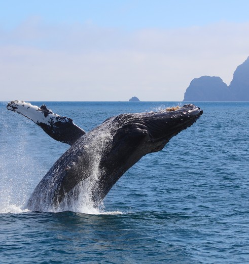 Walvis springt op uit zee, Alaska, Amerika
