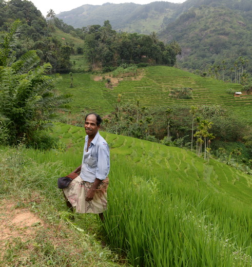 Bewoner in de natuur bij Sri Lanka