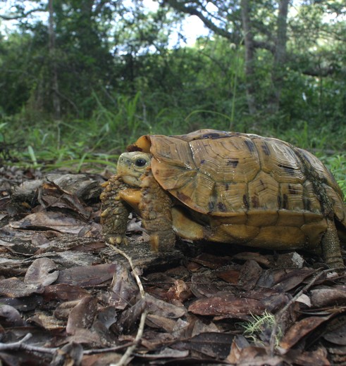 Wandelen in Arabuko Sokoke Forest Watamu, Kenia