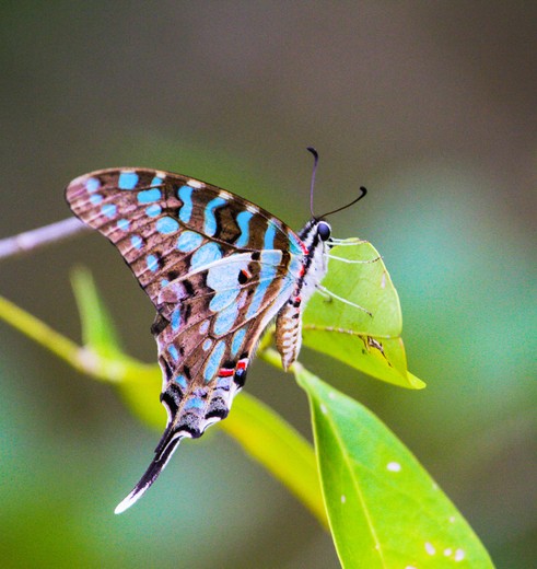 Vlinder in Arabuko Sokoke Forest Watamu, Kenia