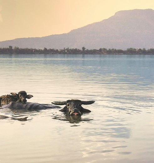 Waterbuffels in Do Daeng in Laos