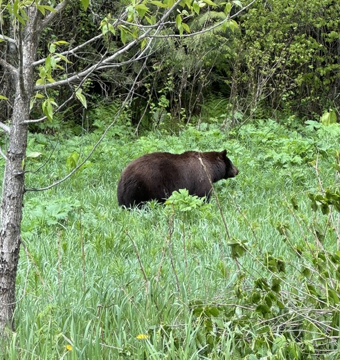 Beer spotten in Canada