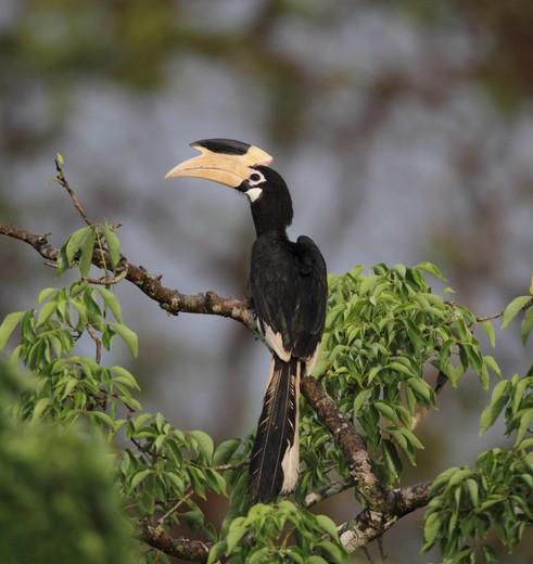 Wilpattu National Park vogel