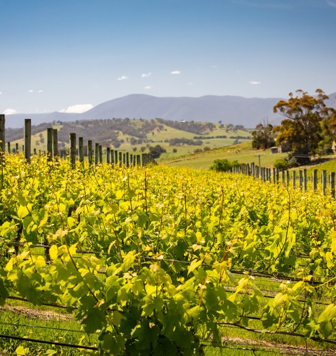 Yarra-Valley-wijngaarden-uitzichten