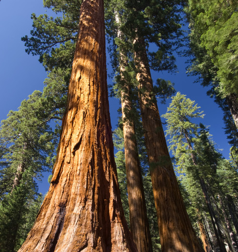 Yosemite-Sequoiabomen-Mariposa-Grove Yosemite-Sequoiabomen-Mariposa-Grove