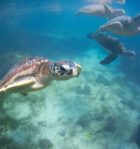 Onderwaterwereld, Zanzibar