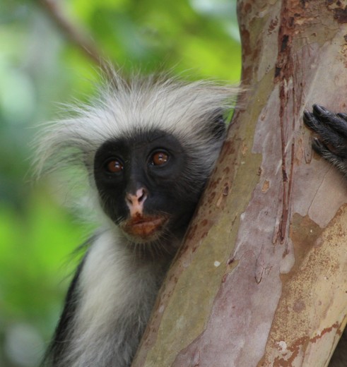 Spot de Rode franjeaap in Jozani National Park