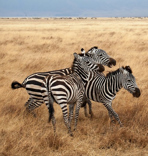 Zebra's spotten in Botswana