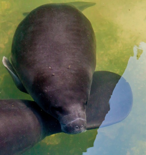 Zeekoe-Rescue-Center-Iquitos-2(5)