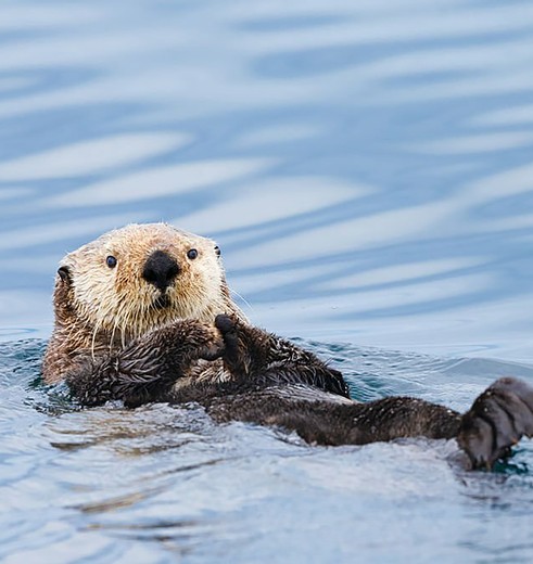 Zeeotter drijft rustig op zijn rug, Alaska, Amerika