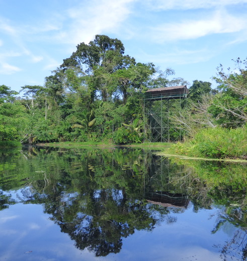 Zie-het-groen-va-de-jungle-schitteren-in-het-water(10)