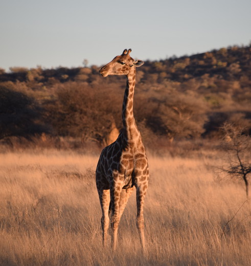 Giraffen in Namibië