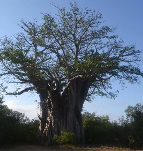 Zuid--Afrika-Krugerpark-Baobab