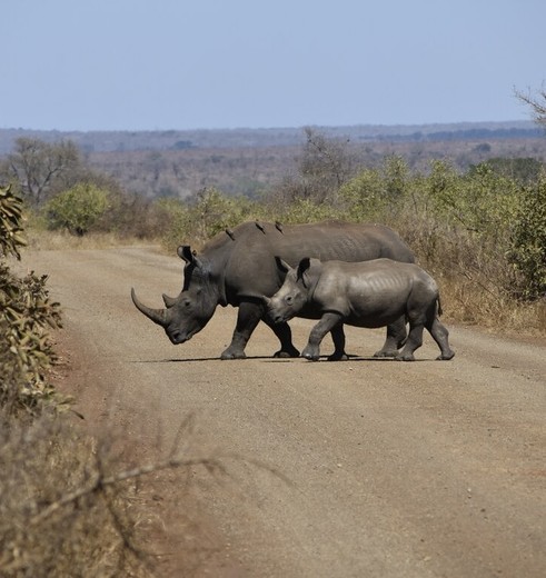 Neushoorns in Kruger National Park