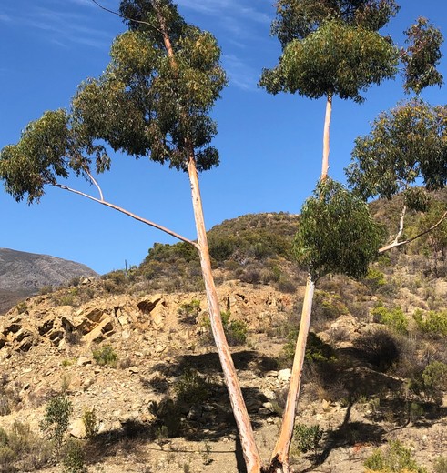 Zuid-Afrika-Cederbergen-Bomen