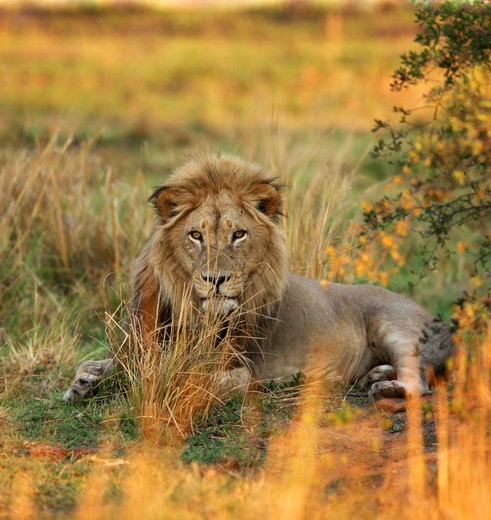 Deze leeuw houdt de wacht in de natuur, Zuid-Afrika