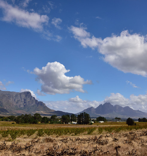 Zuid-Afrika-Franschhoek-Wijnvelden2