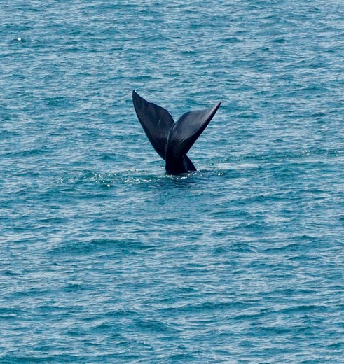 Een puntje van de staart van de walvis net voordat hij onderduikt