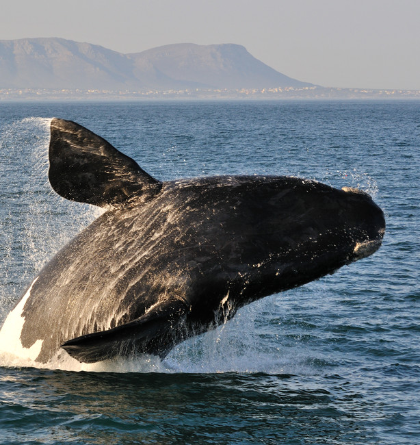 Geweldige close-up van een walvis in de walvissen hoofdstad Hermanus, Zuid-Afrika