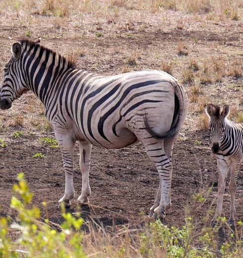 Zebra's bij Hluhluwe