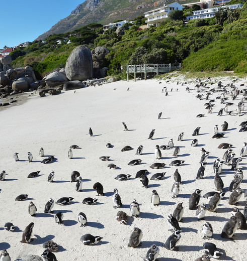 Pinguins op het strand van Boulders Beach, Kaapstad, Zuid-Afrika