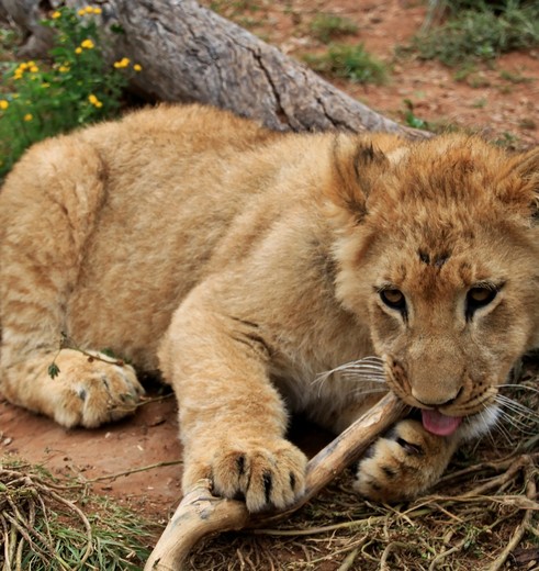 Zuid-Afrika-Krugerpark-Babyleeuw