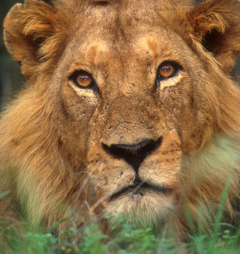 Zuid-Afrika-Krugerpark-Leeuw-Portret_1_305432