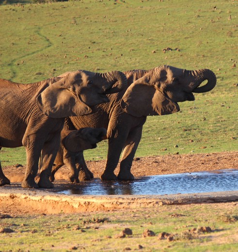 Zuid-Afrika-Krugerpark-Olifanten-Drinkplaats