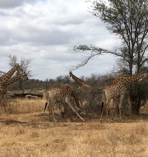 Zuid-Afrika-Krugerpark-Wildleven1_1_386780