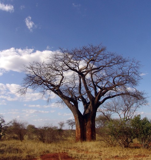 Zuid-Afrika-Limpopo-Baobab Zuid-Afrika-Limpopo-Baobab