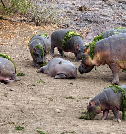 Zuid-Afrika-Nijlpaarden