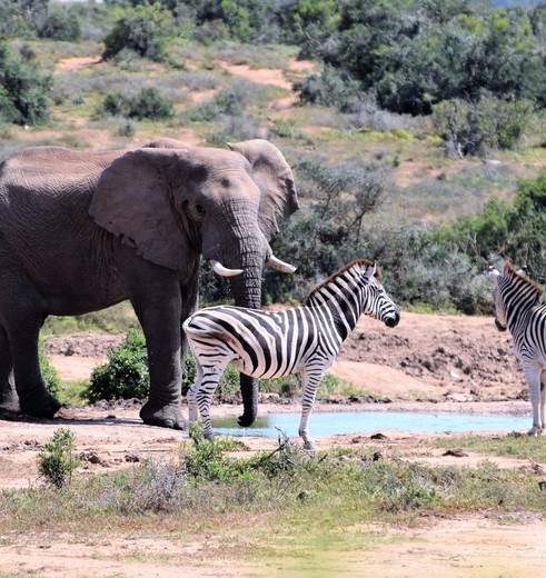 Olifant en Zebra's in Zuid-Afrika