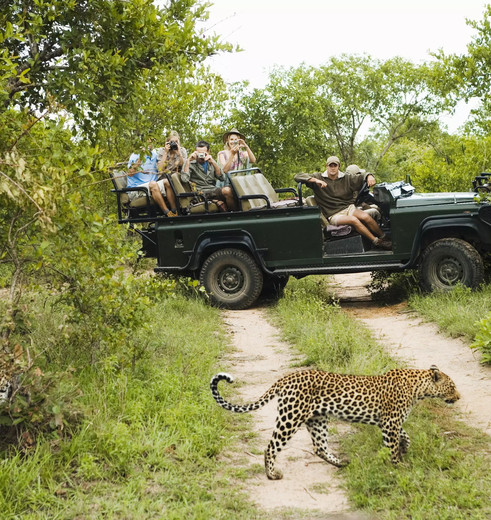 Dieren spotten tijdens een safari door het Sabi Sands wildreservaat in Zuid-Afrika