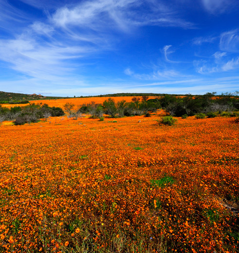 Bloemenzee in Namaqua Zuid-Afrika