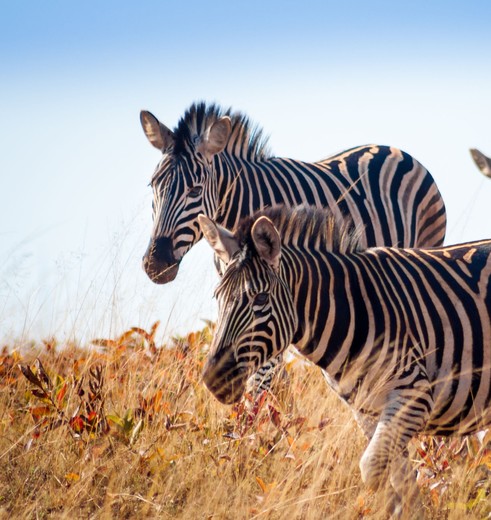 Zebra's in Mlilwane, eSwatini