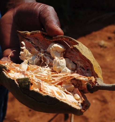 Zuid-Afrika-Zoutpansbergen-Baobabvrucht Zuid-Afrika-Zoutpansbergen-Baobabvrucht