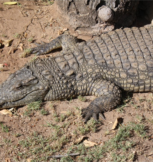 Krokodil in het iSimangaliso Wetlands natuurpark, Zuid-Afrika