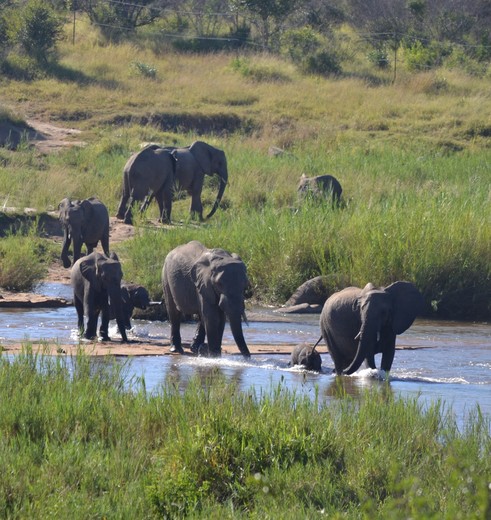 Olifanten tijdens een safari in het Krugerpark