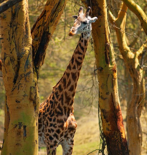 dieren in Zuid-Afrika