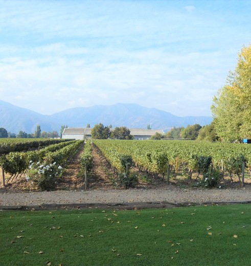_Chili-Colchagua-Vallei-wijngoedland