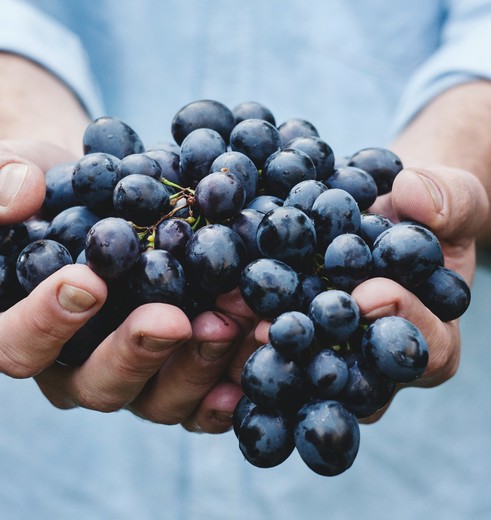 In Mendoza is een bezoek aan enkele bodega’s om de typische rode Malbec wijn te proeven een must