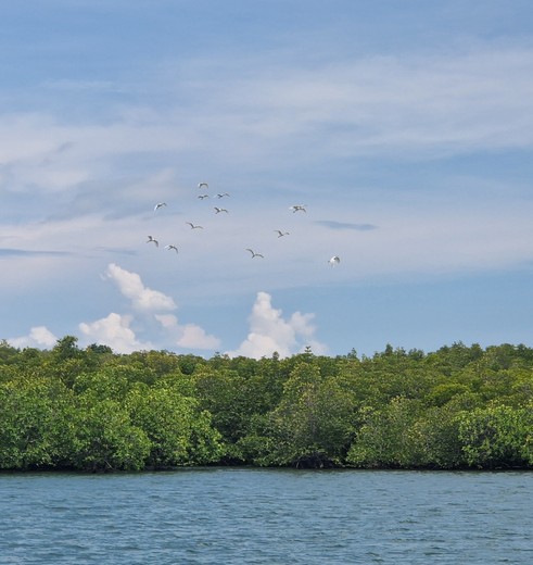 Vogels fladderen voorbij op weg naar Koh Jum, Thailand Vogels fladderen voorbij op weg naar Koh Jum, Thailand